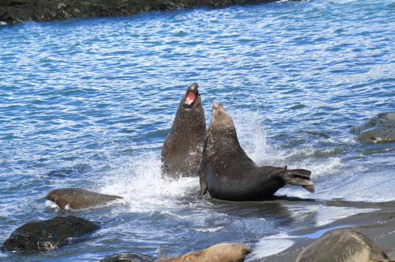 Uma batalha feroz de dois grandes machos de elefante-marinho na praia de Gold Harbour, na Geórgia do Sul